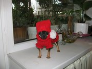 той-терьер мини девочка